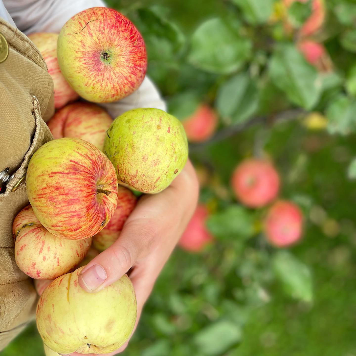 Storage supplies of SweeTango apples should last through July”