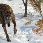 Frugal Hound Sniffs: Free To Pursue Frugal Hound Sniffs: Free To Pursue