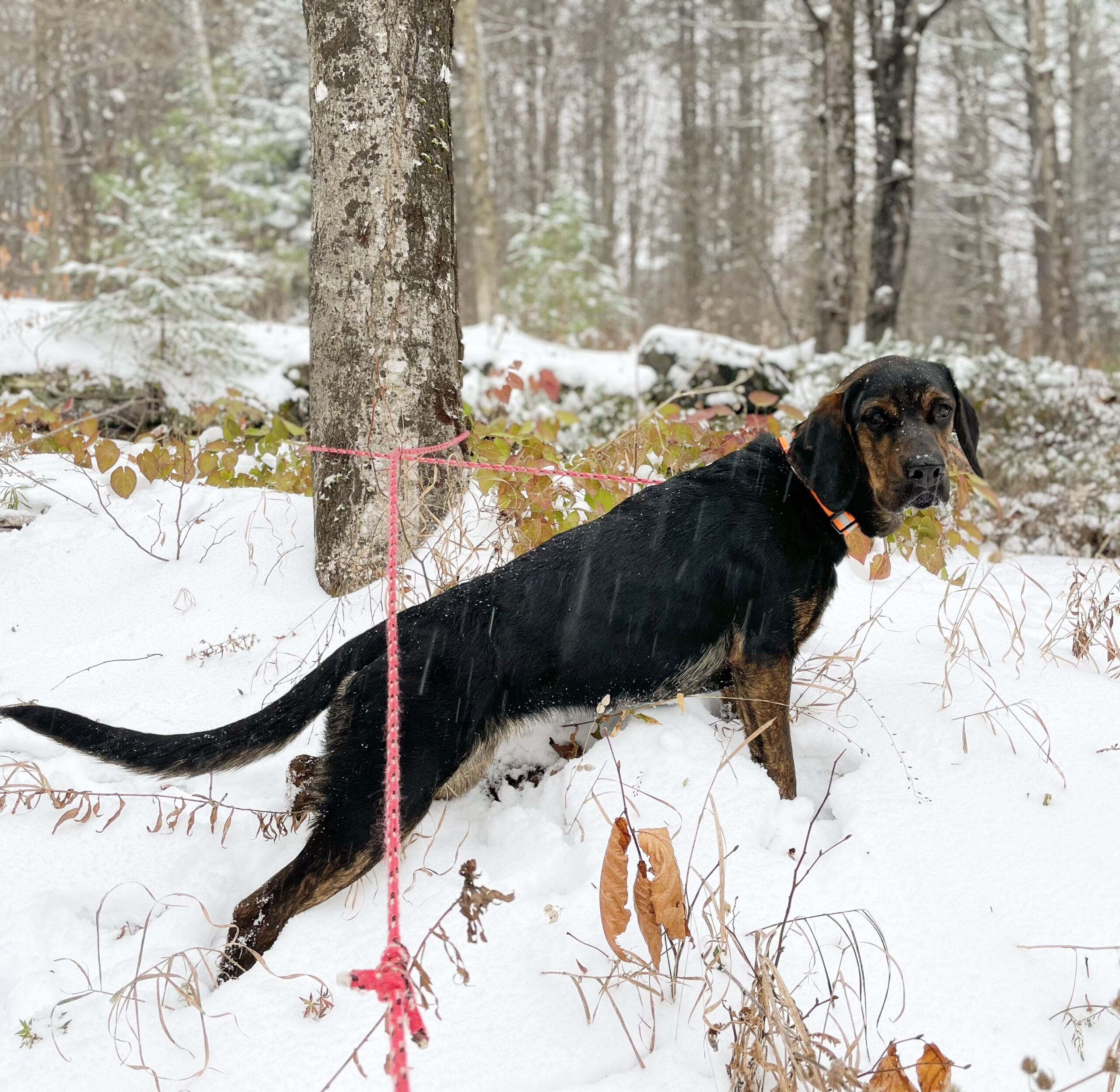 The Tail of Gigi The Canine - usloaninfo